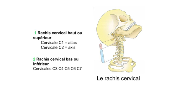 minerve et rachis cervical